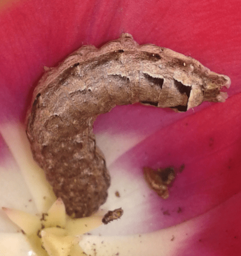 Noctuidae: Noctua cfr. comes